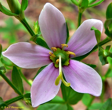 {Sabatia angularis}